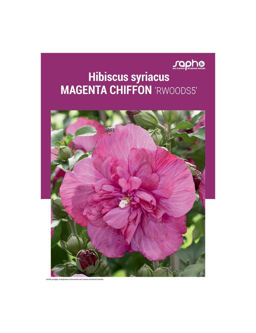 HIBISCUS SYRIACUS "Magenta Chiffon"