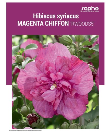 HIBISCUS SYRIACUS "Magenta Chiffon"