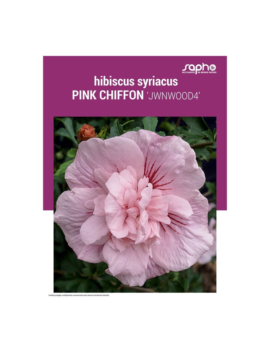 HIBISCUS SYRIACUS "Pink Chiffon"