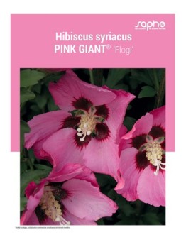 HIBISCUS SYRIACUS "Pink Giant®"