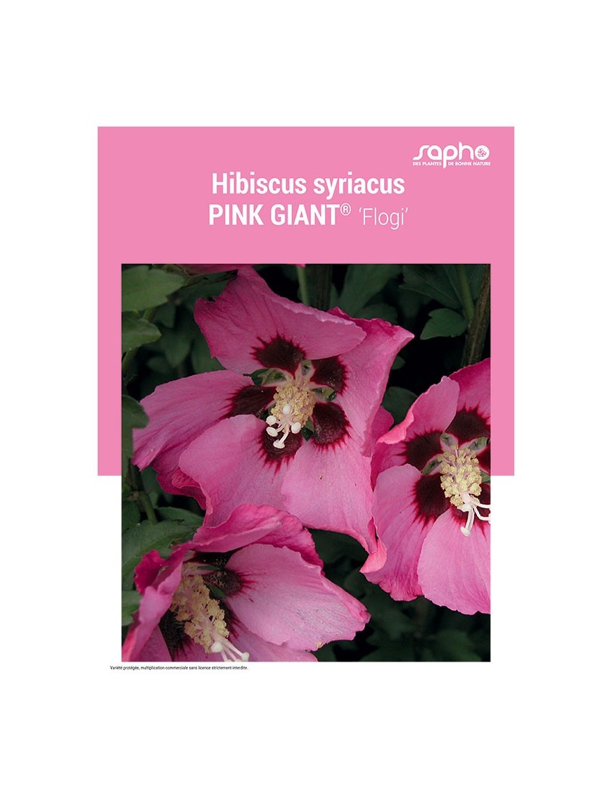 HIBISCUS SYRIACUS "Pink Giant®"