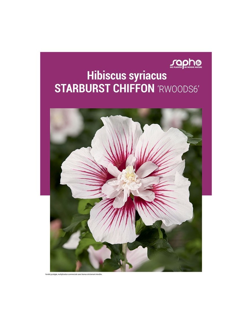 HIBISCUS SYRIACUS "Starburst Chiffon"