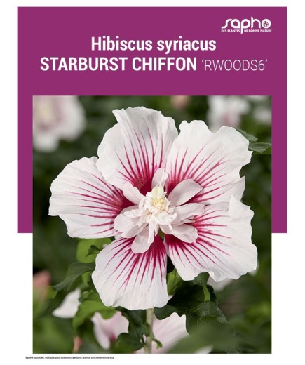 HIBISCUS SYRIACUS "Starburst Chiffon"