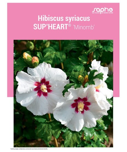 HIBISCUS SYRIACUS "Sup'Heart®"