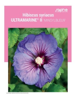 HIBISCUS SYRIACUS "Ultramarine® II"