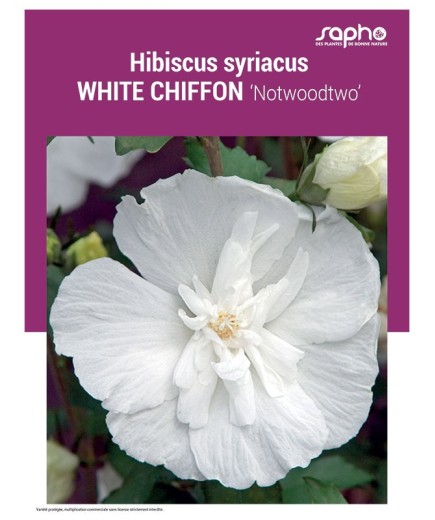 HIBISCUS SYRIACUS "White Chiffon"