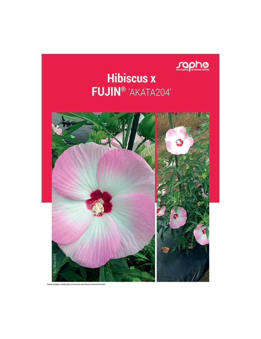 HIBISCUS X "Fujin®"