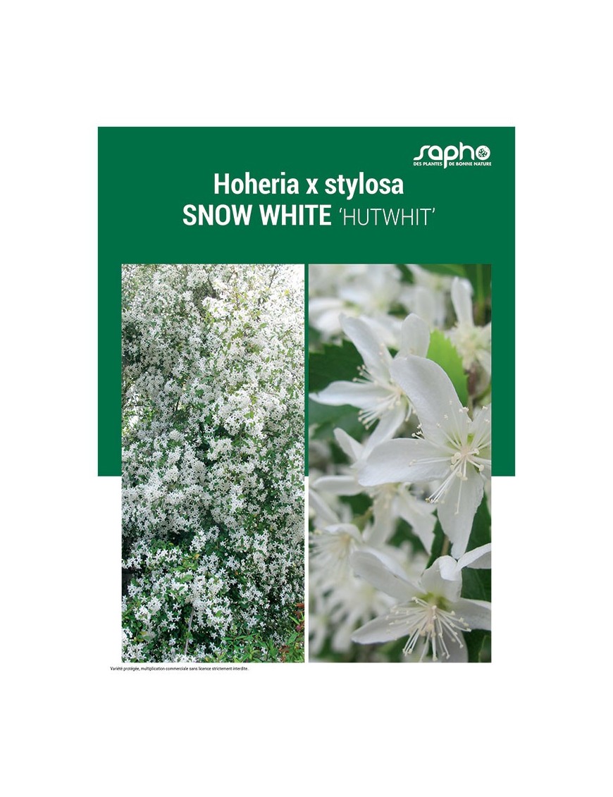 HOHERIA X STYLOSA "Snow White"