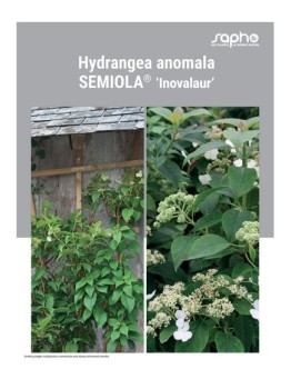 HYDRANGEA ANOMALA "Semiola®"