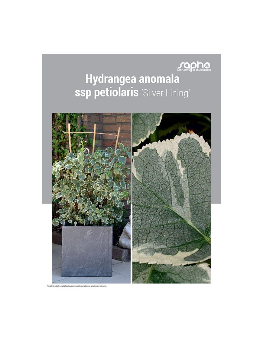 HYDRANGEA ANOMALA "SSP Petiolaris"