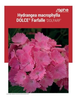HYDRANGEA MACROPHYLLA "Dolce® Farfalle"