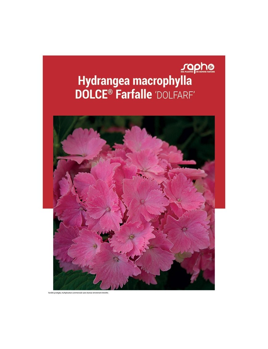 HYDRANGEA MACROPHYLLA "Dolce® Farfalle"