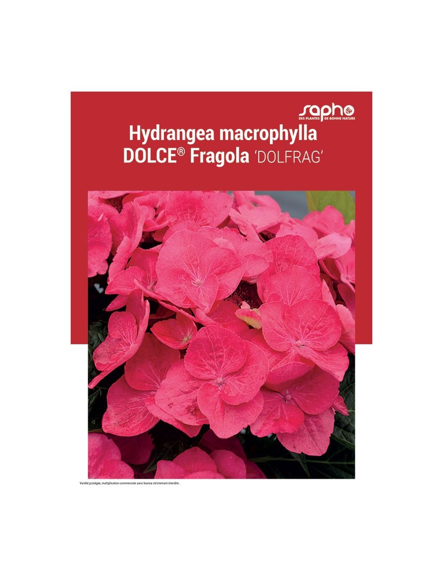 HYDRANGEA MACROPHYLLA "Dolce® Fragola"