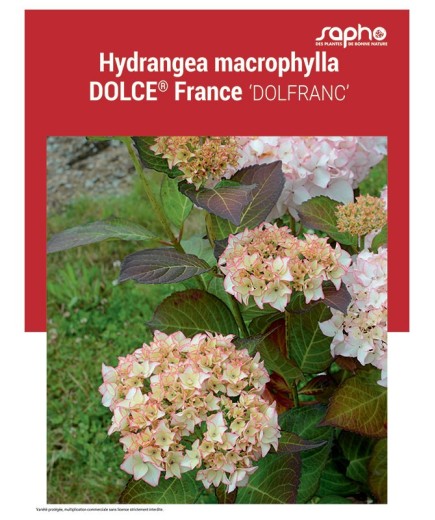 HYDRANGEA MACROPHYLLA "Dolce® France"