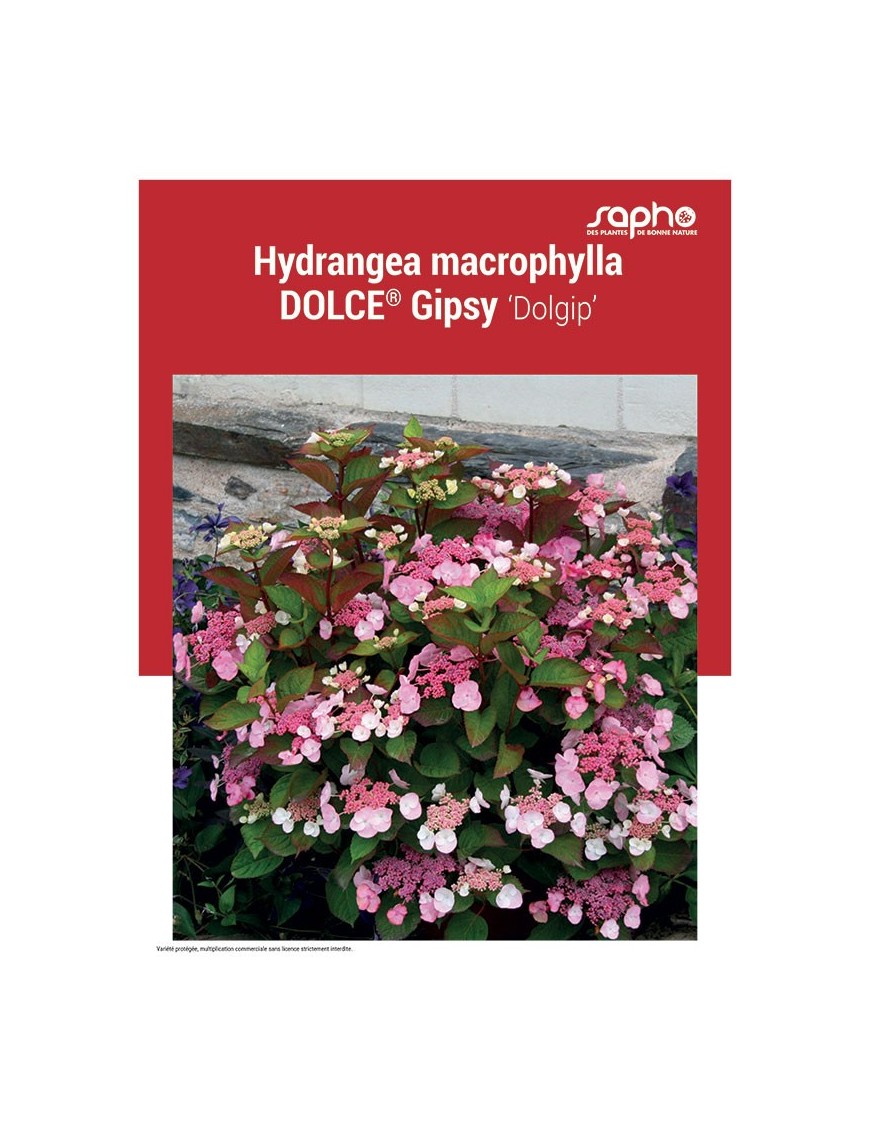 HYDRANGEA MACROPHYLLA "Dolce® Gipsy"