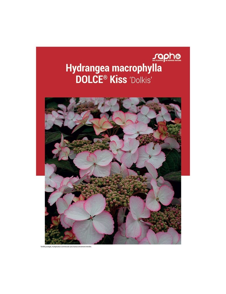 HYDRANGEA MACROPHYLLA "Dolce® Kiss"