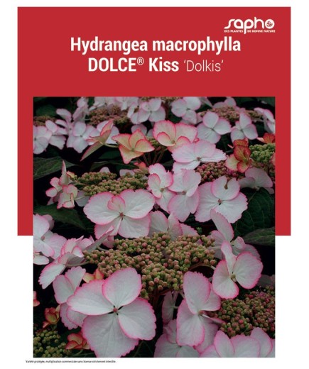 HYDRANGEA MACROPHYLLA "Dolce® Kiss"