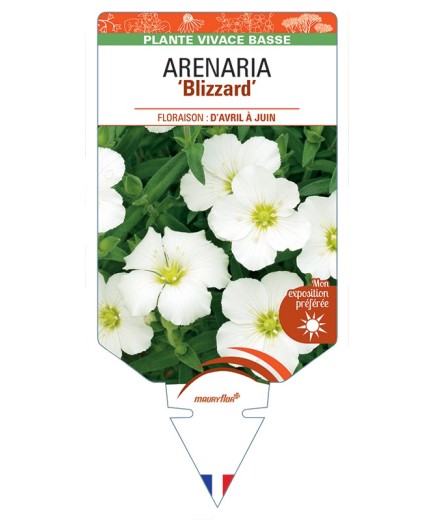 ARENARIA (montana) Blizzard
