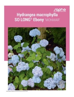 HYDRANGEA MACROPHYLLA "So Long® Ebony"