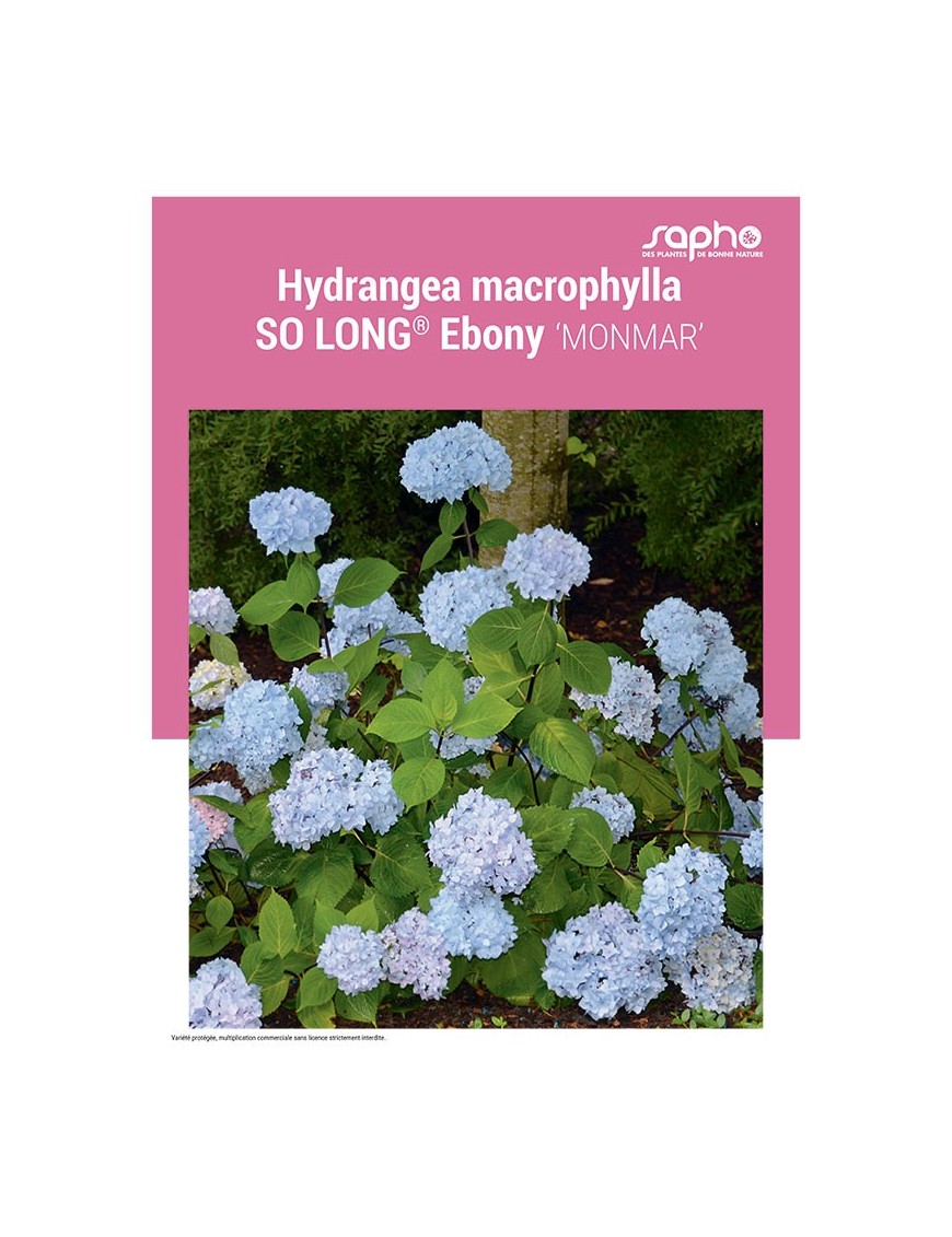 HYDRANGEA MACROPHYLLA "So Long® Ebony"