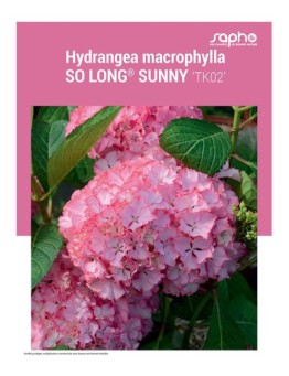 HYDRANGEA MACROPHYLLA "So Long® Sunny"