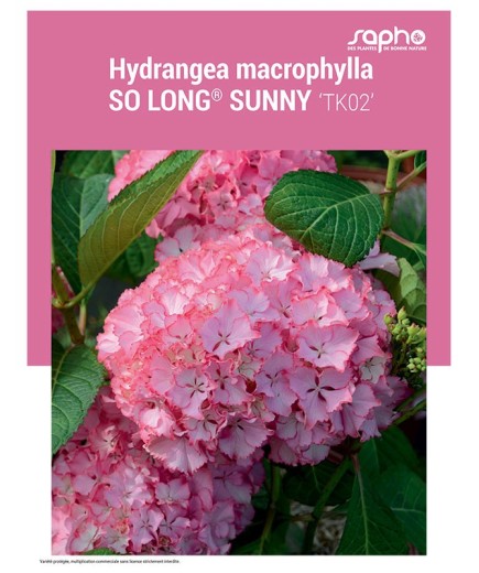 HYDRANGEA MACROPHYLLA "So Long® Sunny"