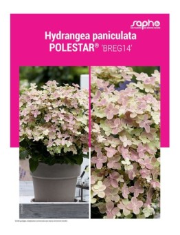 HYDRANGEA PANICULATA "Polestar®"