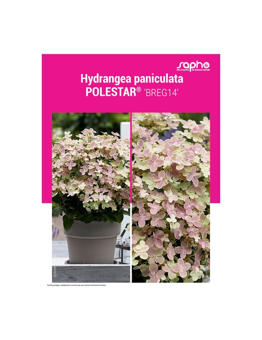HYDRANGEA PANICULATA "Polestar®"