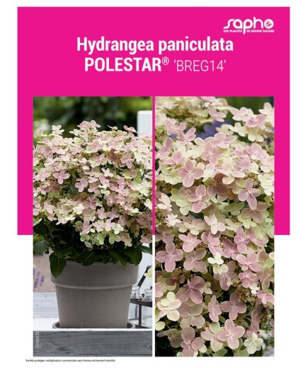HYDRANGEA PANICULATA "Polestar®"