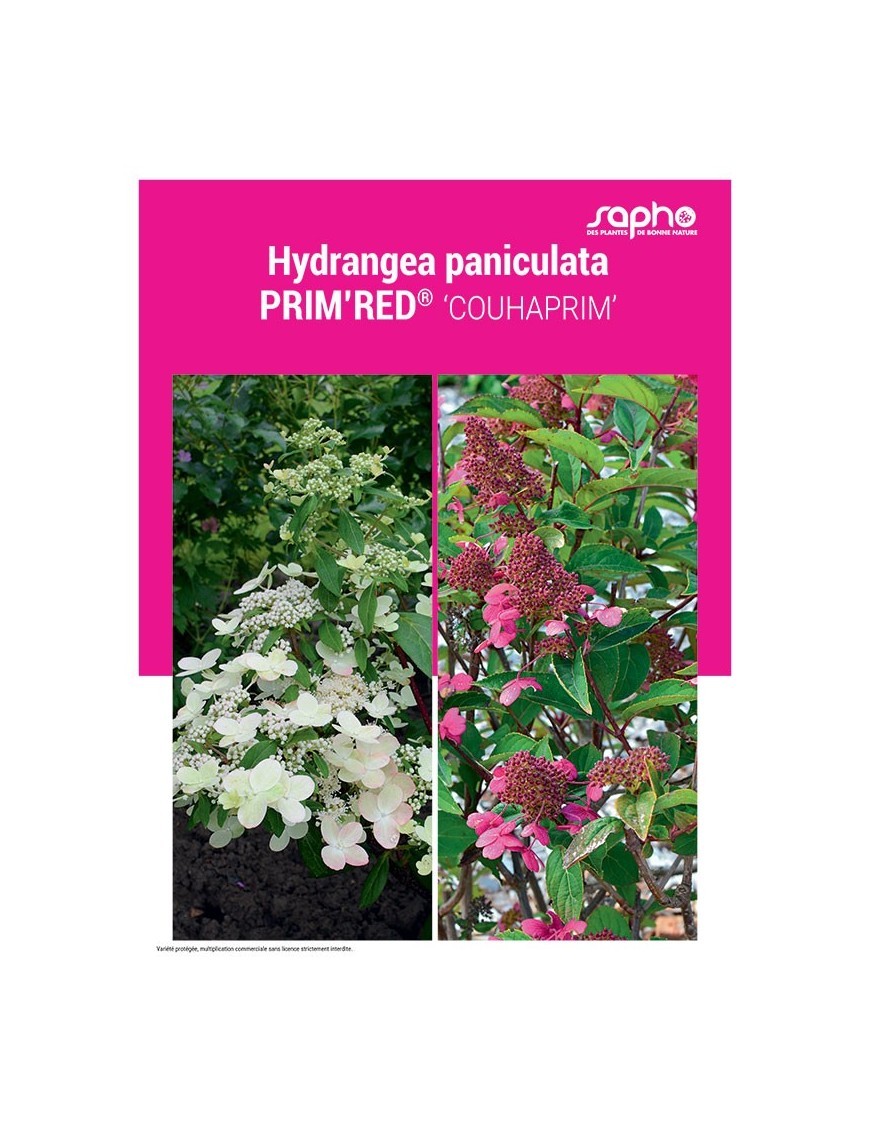 HYDRANGEA PANICULATA "Prim'Red®"