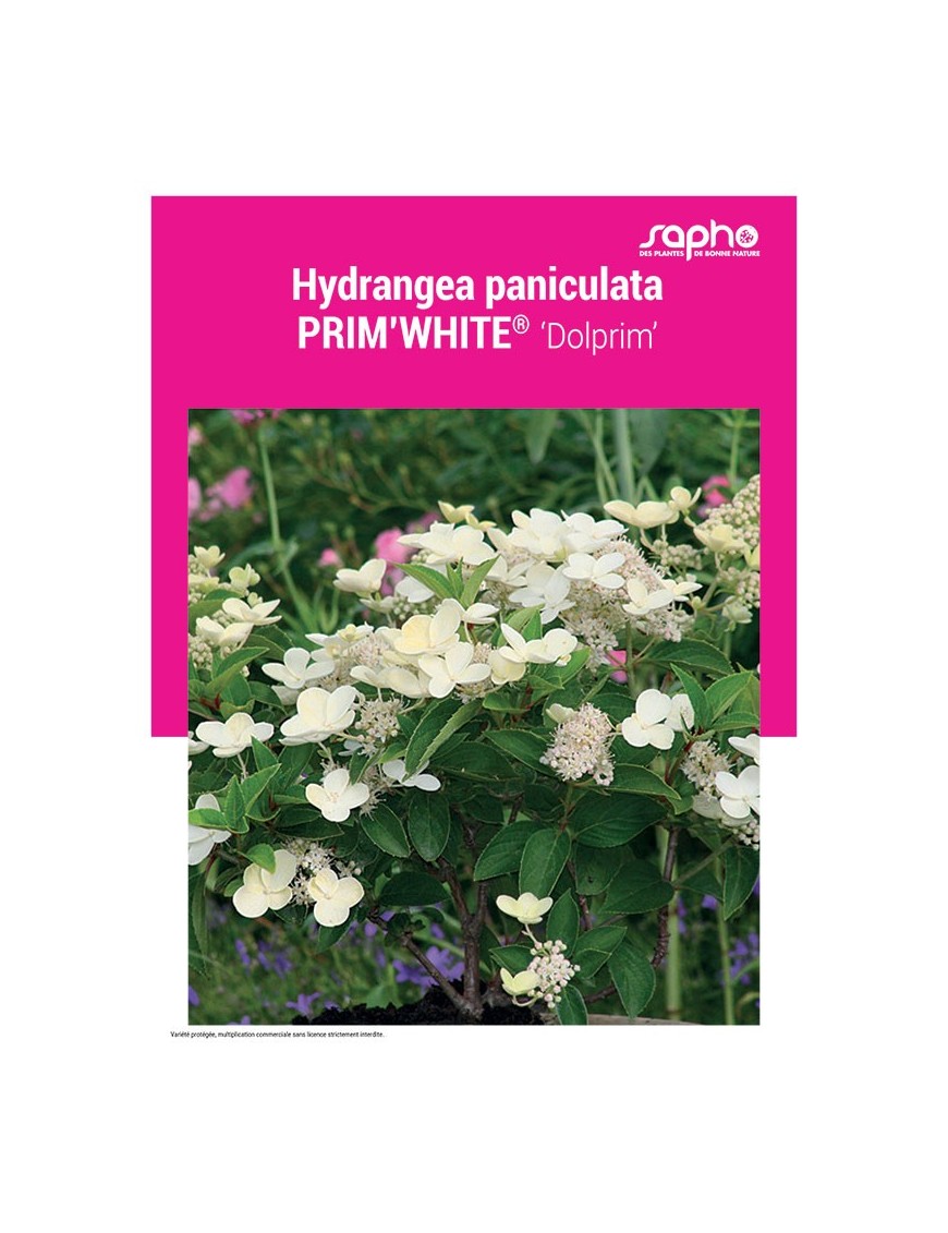 HYDRANGEA PANICULATA "Prim'White®"