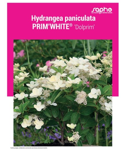 HYDRANGEA PANICULATA "Prim'White®"
