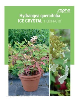 HYDRANGEA QUERCIFOLIA "Ice Crystal"
