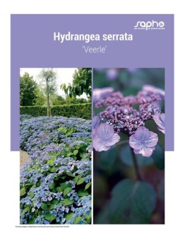 HYDRANGEA SERRATA