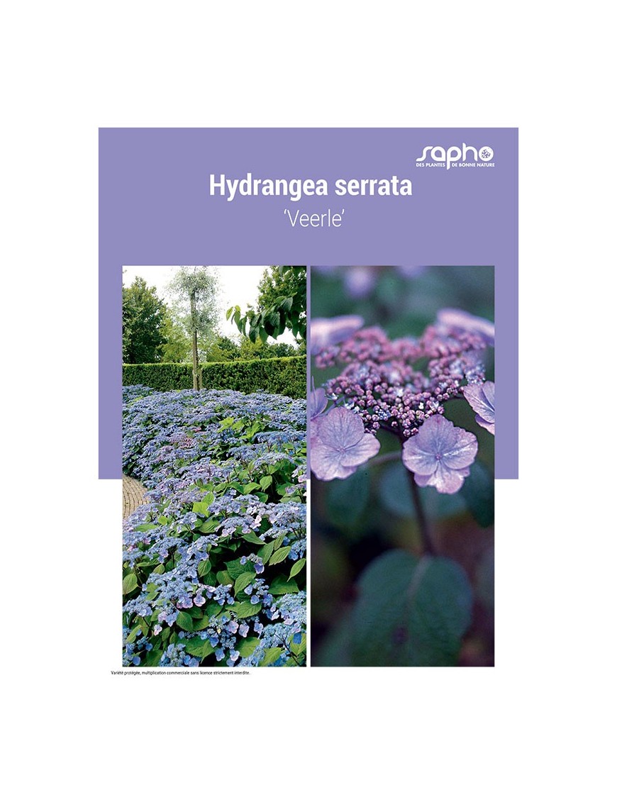 HYDRANGEA SERRATA