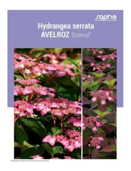HYDRANGEA SERRATA "Avelroz"