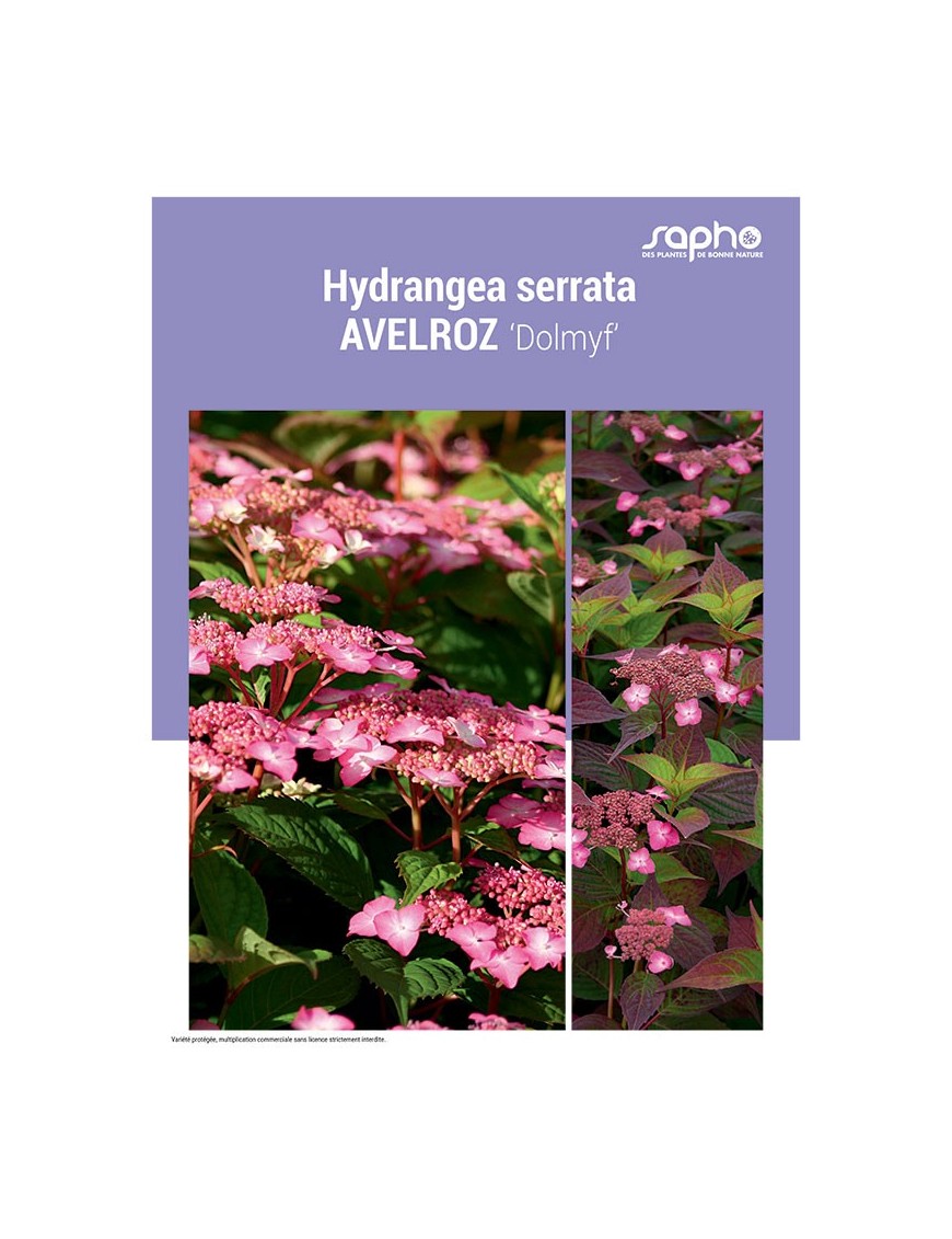 HYDRANGEA SERRATA "Avelroz"