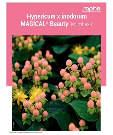 HYPERICUM X INODORUM "Magical® Beauty"