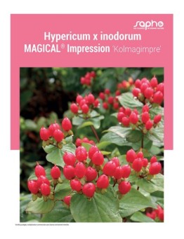 HYPERICUM X INODORUM "Magical® Impression"