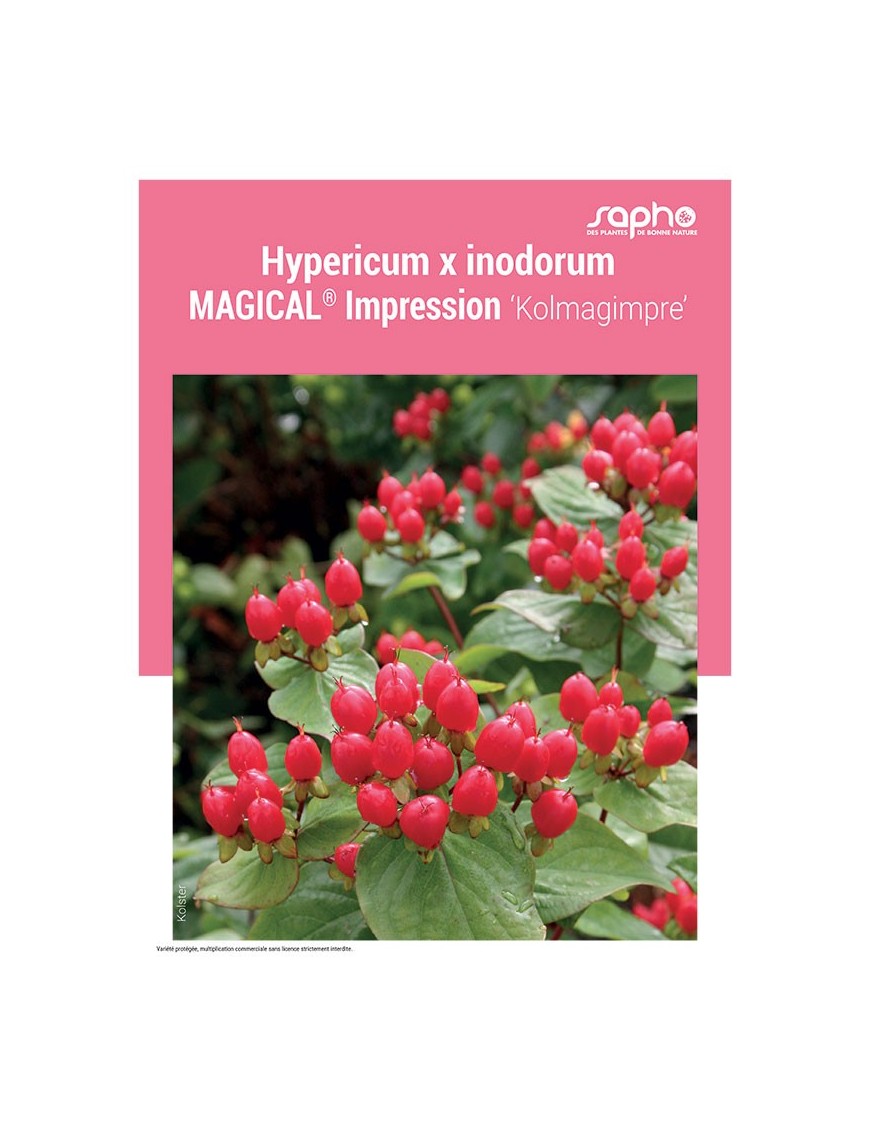 HYPERICUM X INODORUM "Magical® Impression"