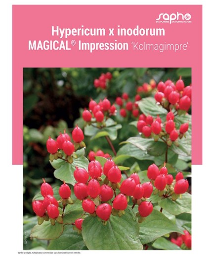 HYPERICUM X INODORUM "Magical® Impression"