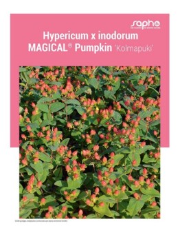 HYPERICUM X INODORUM "Magical® Pumpkin"