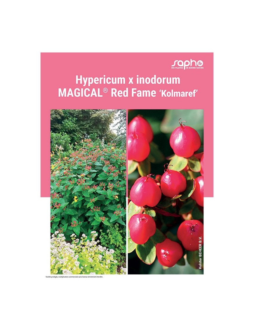 HYPERICUM X INODORUM "Magical® Red Fame"
