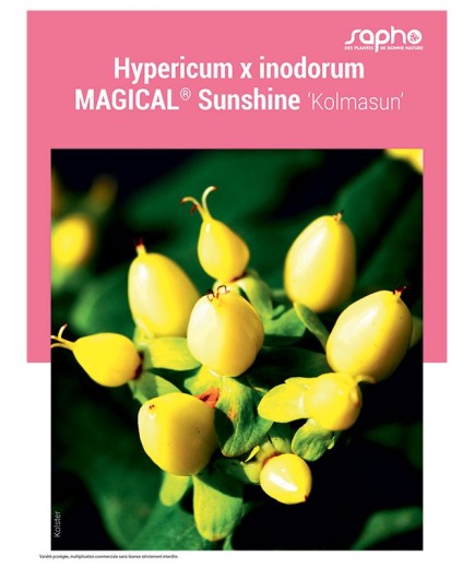 HYPERICUM X INODORUM "Magical® Sunshine"