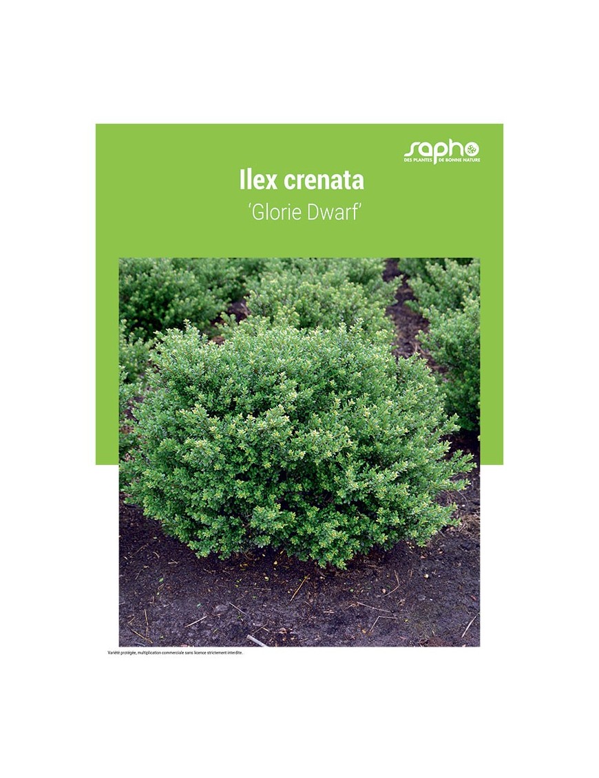 ILEX CRENATA ‘Glorie Dwarf’