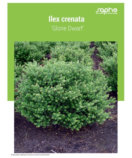 ILEX CRENATA ‘Glorie Dwarf’
