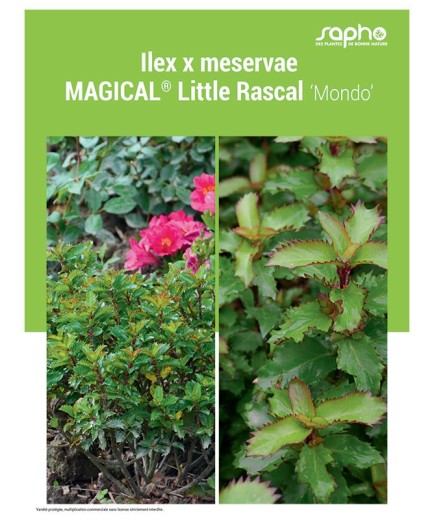 ILEX X MESERVAE "Magical® Little Rascal"