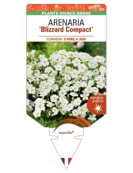 ARENARIA (montana) Blizzard Compact