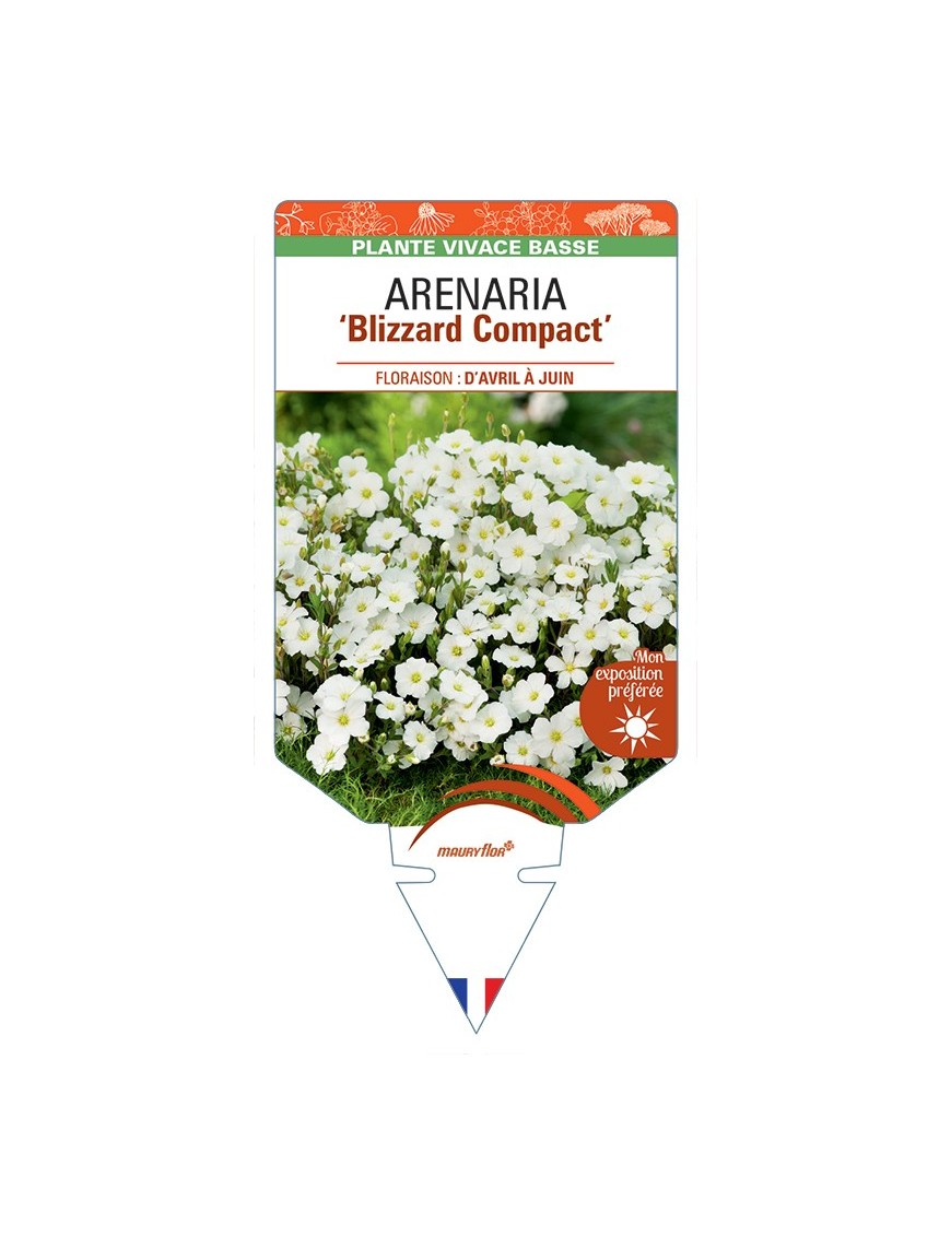 ARENARIA (montana) Blizzard Compact