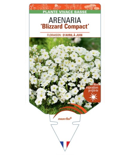 ARENARIA (montana) Blizzard Compact